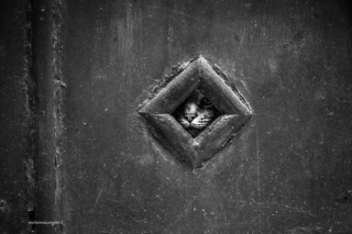 Illustration de l'article : 20 photos de chats cachés dans les ruelles pittoresques de Venise