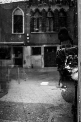 Illustration de l'article : 20 photos de chats cachés dans les ruelles pittoresques de Venise