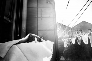 Illustration de l'article : 20 photos de chats cachés dans les ruelles pittoresques de Venise