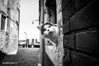 Illustration de l'article : 20 photos de chats cachés dans les ruelles pittoresques de Venise
