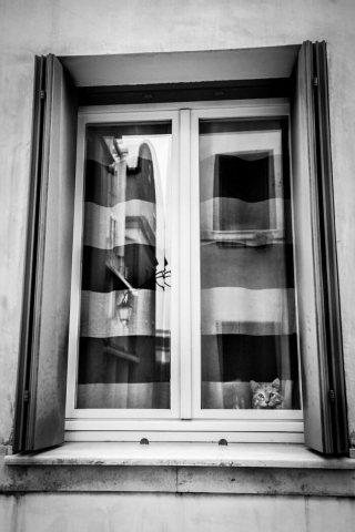 Illustration de l'article : 20 photos de chats cachés dans les ruelles pittoresques de Venise