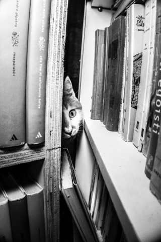 Illustration de l'article : 20 photos de chats cachés dans les ruelles pittoresques de Venise