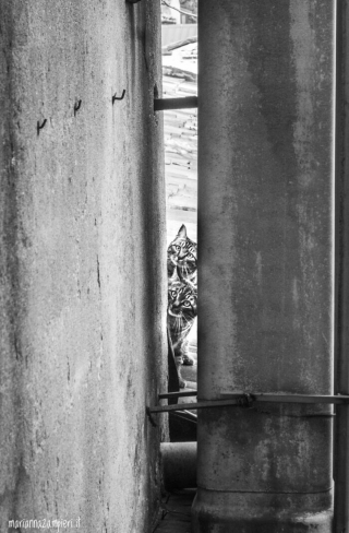 Illustration de l'article : 20 photos de chats cachés dans les ruelles pittoresques de Venise