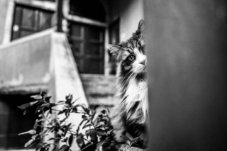 Illustration de l'article : 20 photos de chats cachés dans les ruelles pittoresques de Venise