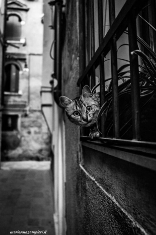 Illustration de l'article : 20 photos de chats cachés dans les ruelles pittoresques de Venise