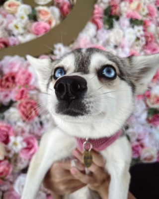 Illustration de l'article : 20 superbes photos d'Alaskan Klee Kai, race de chien qui m&eacute;rite d'&ecirc;tre mieux connue