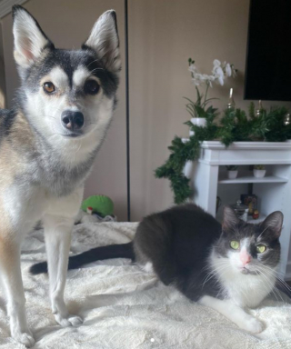 Illustration de l'article : 20 superbes photos d'Alaskan Klee Kai, race de chien qui mérite d'être mieux connue