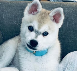 Illustration de l'article : 20 superbes photos d'Alaskan Klee Kai, race de chien qui mérite d'être mieux connue