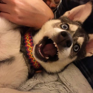 Illustration de l'article : 20 superbes photos d'Alaskan Klee Kai, race de chien qui mérite d'être mieux connue