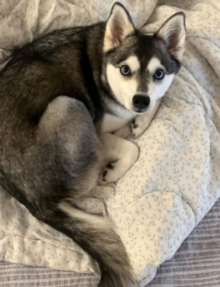 Illustration de l'article : 20 superbes photos d'Alaskan Klee Kai, race de chien qui mérite d'être mieux connue