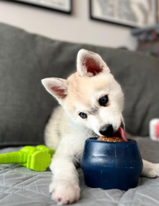 Illustration de l'article : 20 superbes photos d'Alaskan Klee Kai, race de chien qui mérite d'être mieux connue
