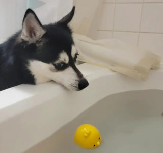 Illustration de l'article : 20 superbes photos d'Alaskan Klee Kai, race de chien qui mérite d'être mieux connue
