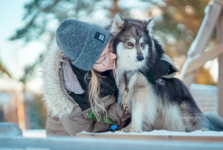 Illustration de l'article : 20 superbes photos d'Alaskan Klee Kai, race de chien qui mérite d'être mieux connue