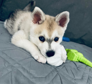 Illustration de l'article : 20 superbes photos d'Alaskan Klee Kai, race de chien qui mérite d'être mieux connue