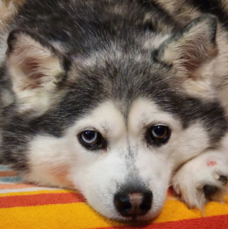 Illustration de l'article : 20 superbes photos d'Alaskan Klee Kai, race de chien qui mérite d'être mieux connue