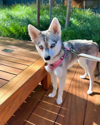Illustration de l'article : 20 superbes photos d'Alaskan Klee Kai, race de chien qui mérite d'être mieux connue