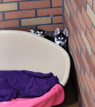 Illustration de l'article : 20 superbes photos d'Alaskan Klee Kai, race de chien qui m&eacute;rite d'&ecirc;tre mieux connue