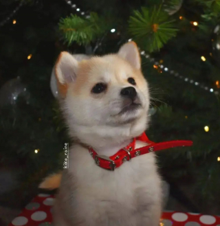 Illustration de l'article : 20 superbes photos d'Alaskan Klee Kai, race de chien qui mérite d'être mieux connue