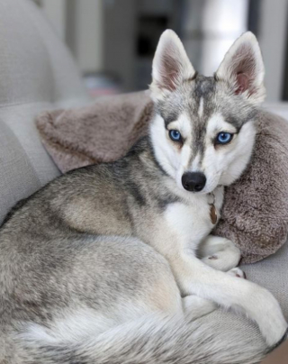 Illustration de l'article : 20 superbes photos d'Alaskan Klee Kai, race de chien qui mérite d'être mieux connue