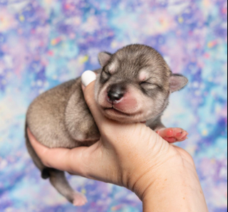 Illustration de l'article : 20 superbes photos d'Alaskan Klee Kai, race de chien qui mérite d'être mieux connue
