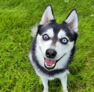 Illustration de l'article : 20 superbes photos d'Alaskan Klee Kai, race de chien qui mérite d'être mieux connue