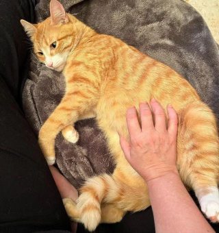 Illustration de l'article : Sur le point de devenir maman, une chatte errante blessée trouve le foyer parfait pour élever sa future progéniture