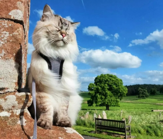 Illustration de l'article : Censé être un chat d'intérieur, ce Ragdoll est devenu un féru de randonnée aux côtés de sa maîtresse