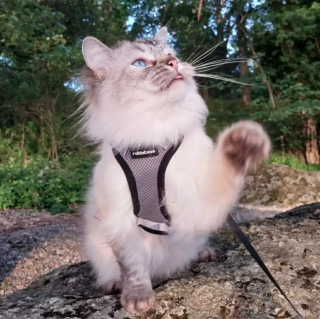 Illustration de l'article : Censé être un chat d'intérieur, ce Ragdoll est devenu un féru de randonnée aux côtés de sa maîtresse