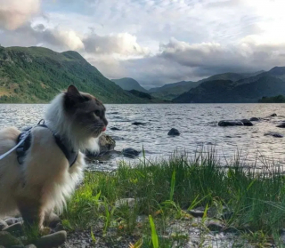 Illustration de l'article : Censé être un chat d'intérieur, ce Ragdoll est devenu un féru de randonnée aux côtés de sa maîtresse