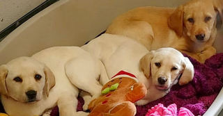 Illustration de l'article : Victimes d’un éleveur illégal, 3 chiots Labradors malades sont lâchement abandonnés avant leur sauvetage