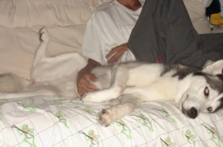 Illustration de l'article : 13 photos de Huskies Sibériens dont l'invitation à leur caresser le ventre est impossible à décliner