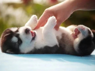 Illustration de l'article : 13 photos de Huskies Sibériens dont l'invitation à leur caresser le ventre est impossible à décliner