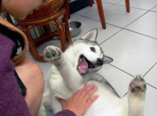 Illustration de l'article : 13 photos de Huskies Sibériens dont l'invitation à leur caresser le ventre est impossible à décliner