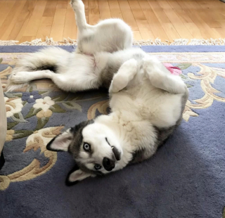 Illustration de l'article : 13 photos de Huskies Sibériens dont l'invitation à leur caresser le ventre est impossible à décliner
