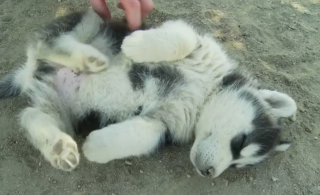 Illustration de l'article : 13 photos de Huskies Sibériens dont l'invitation à leur caresser le ventre est impossible à décliner