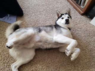 Illustration de l'article : 13 photos de Huskies Sibériens dont l'invitation à leur caresser le ventre est impossible à décliner