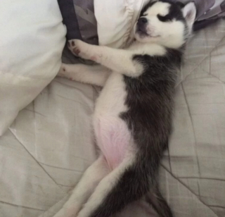 Illustration de l'article : 13 photos de Huskies Sibériens dont l'invitation à leur caresser le ventre est impossible à décliner