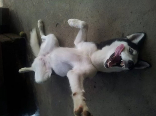 Illustration de l'article : 13 photos de Huskies Sibériens dont l'invitation à leur caresser le ventre est impossible à décliner