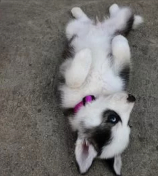 Illustration de l'article : 13 photos de Huskies Sibériens dont l'invitation à leur caresser le ventre est impossible à décliner