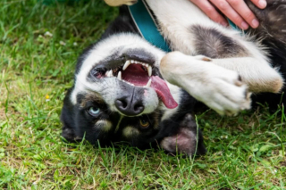Illustration de l'article : 13 photos de Huskies Sibériens dont l'invitation à leur caresser le ventre est impossible à décliner