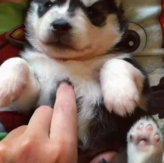 Illustration de l'article : 13 photos de Huskies Sibériens dont l'invitation à leur caresser le ventre est impossible à décliner