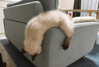 Illustration de l'article : 20 photos déroutantes de chats qui ont eu un petit bug du cerveau