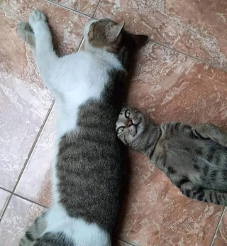 Illustration de l'article : 20 photos déroutantes de chats qui ont eu un petit bug du cerveau