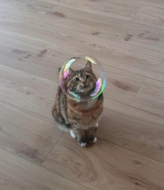 Illustration de l'article : 20 photos déroutantes de chats qui ont eu un petit bug du cerveau