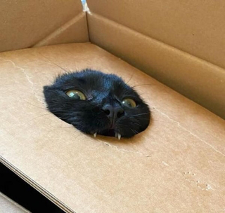 Illustration de l'article : 20 photos déroutantes de chats qui ont eu un petit bug du cerveau