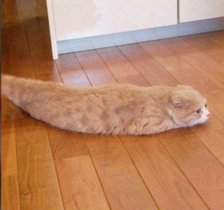 Illustration de l'article : 20 photos déroutantes de chats qui ont eu un petit bug du cerveau