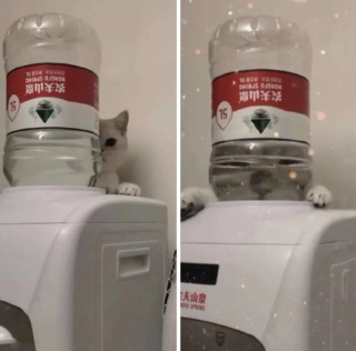 Illustration de l'article : 20 photos déroutantes de chats qui ont eu un petit bug du cerveau