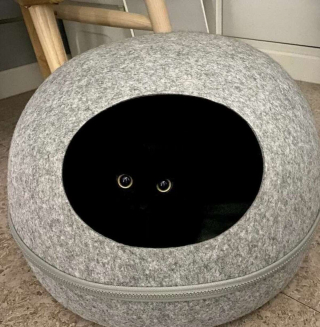 Illustration de l'article : 20 photos déroutantes de chats qui ont eu un petit bug du cerveau