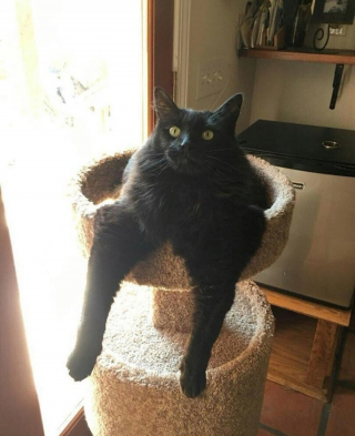 Illustration de l'article : 20 photos déroutantes de chats qui ont eu un petit bug du cerveau