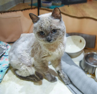 Illustration de l'article : Malgré la maladie, ce chat séduit tout le monde au refuge avec ses airs de peluche, son charme et son courage